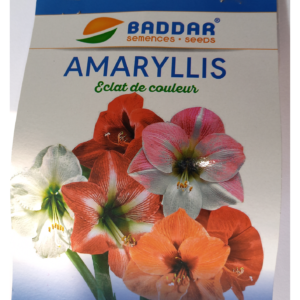 AMARYLLIS Eclat de couleur