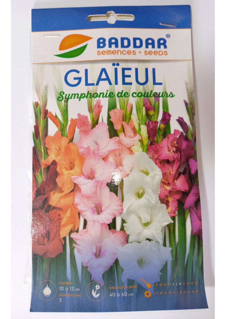 Bulbes Glaïeul MY LOVE - Lot De 10, Calibre 8/10, Fleurs Blanches Zébrées De Rose, Hauteur Jusqu'à 150 Cm, Plantation Printemps/automne - 6