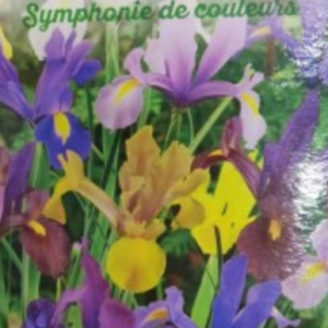 IRIS Symphonie de couleurs