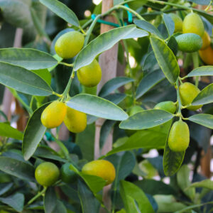 Kumquat