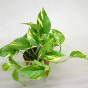 Pothos (lierre de diable)