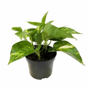 Pothos (lierre de diable)