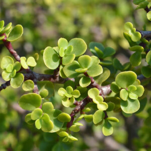 Portulacaria afra