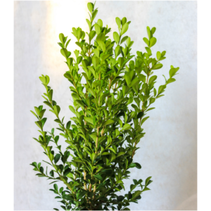 Buxus sempervirens