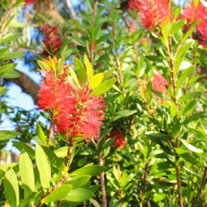 Callistemon