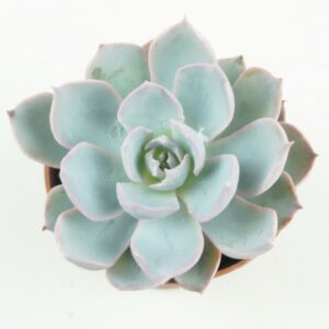 Echeveria