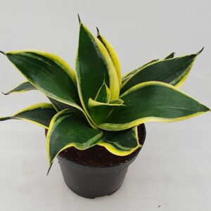 Sansevieria trifasciata Nain