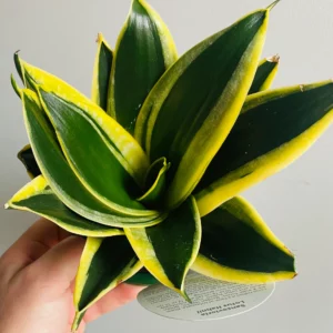 Sansevieria trifasciata Nain