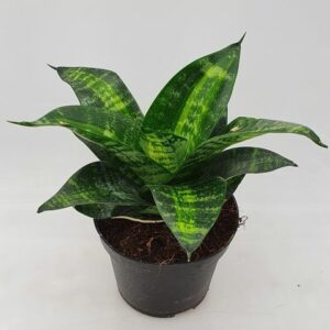 Sansevieria (langue de belle-mère)