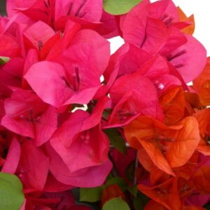 Bougainvillier