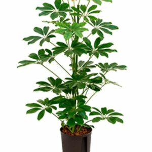 Schefflera