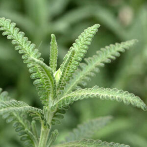 Lavandula dentata ( الخزامى )