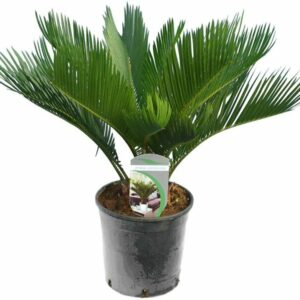 Cycas REVOLUTA