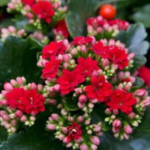 Kalanchoe Blossfeldiana