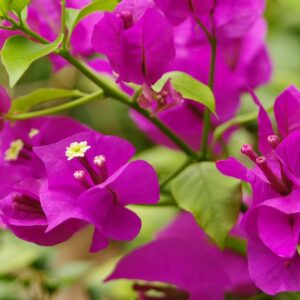 Bougainvillier