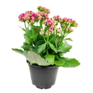 Kalanchoe Blossfeldiana