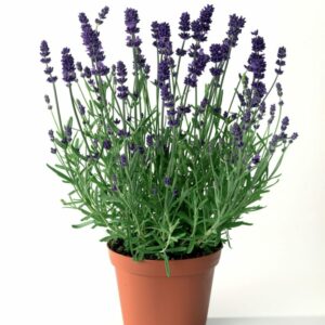 Lavandula (Lavande)