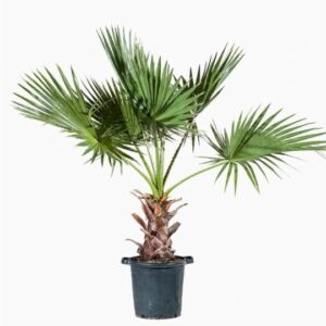 Washingtonia (1 mètre)