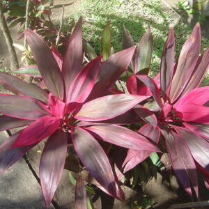 Cordyline