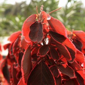 Acalypha frisé Rouge