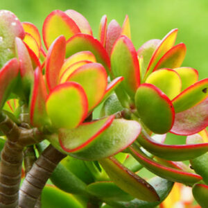 Crassula (arbre de Jade)