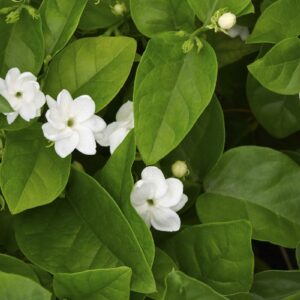 Jasminum sambac ( فل )