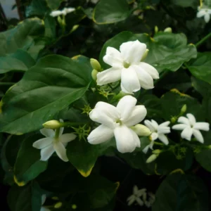 Jasminum sambac ( فل )