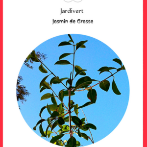 Jasmin de Grasse (Taille  moyenne)