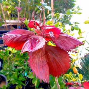 Acalypha frisé Rouge