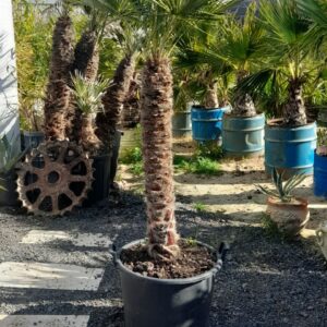 Chamaerops humilis