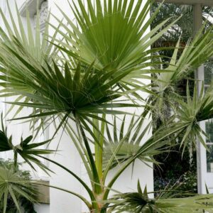 Washingtonia (1 mètre)