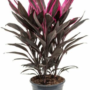 Cordyline