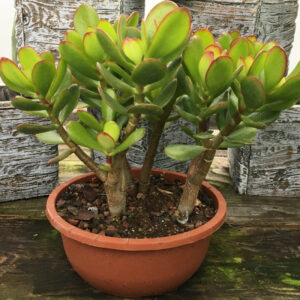 Crassula (arbre de Jade)