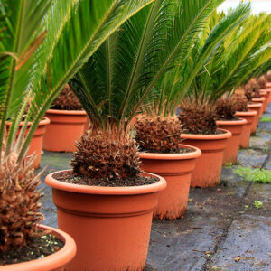 Cycas REVOLUTA