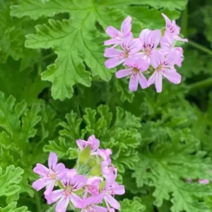 Géranium rosat (عطرشية)