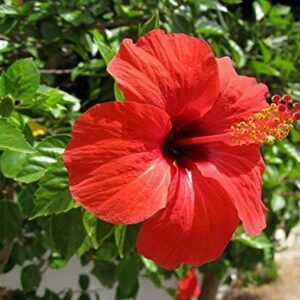 Hibiscus