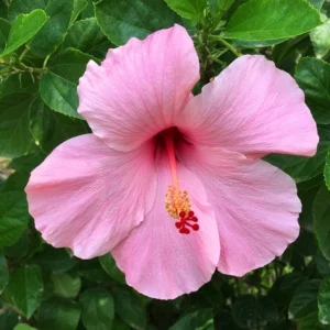 Hibiscus