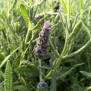 Lavandula dentata ( الخزامى )