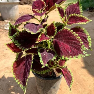 Coleus (Grande taille)