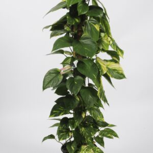 Pothos (lierre du diable)