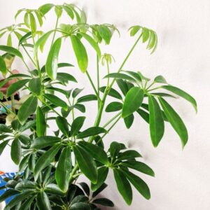 Schefflera