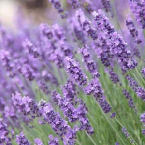 Lavandula (Lavande)