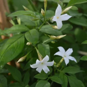 Jasminum officinale ( jasmin blanc)