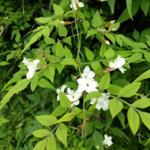 Jasminum officinale ( jasmin blanc)