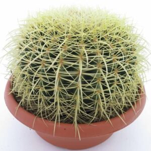 Echinocactus grusonii (Coussin de belle mère)