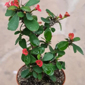 Euphorbia milii