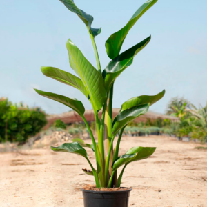 strelitzia augusta