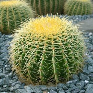 Echinocactus grusonii (Coussin de belle mère)