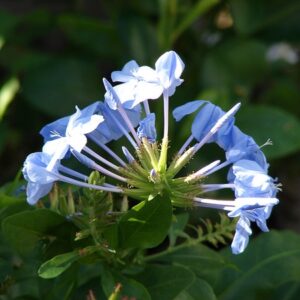 plumbago capensis