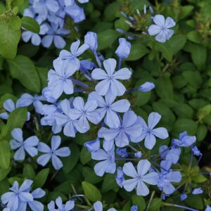 plumbago capensis